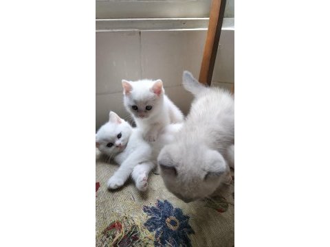 British shorthair ücretli
