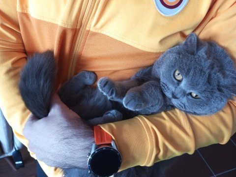 Alerji sebebiyle british longhair