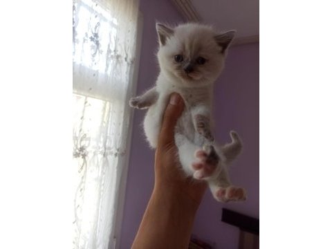 Blue point ve red point british shorthair bebekler