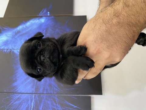 Kendim besliyorum sahibinden pug 2 aylık