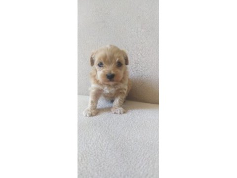 Maltipoo yavrular