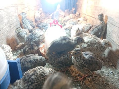 20 günlük bıldırcın