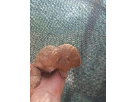 Nadir bulunan cavapoo yavrular