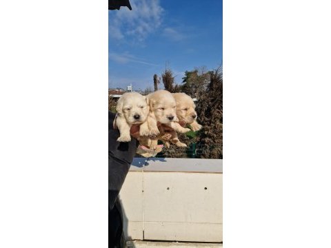 Safkan golden retriever yavruları ücretsiz değildir