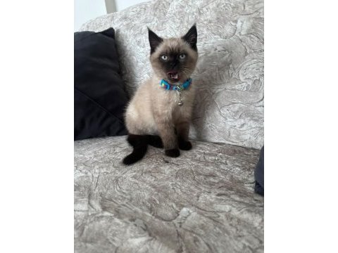 Kedimiz 5 aylık siyam kedisi