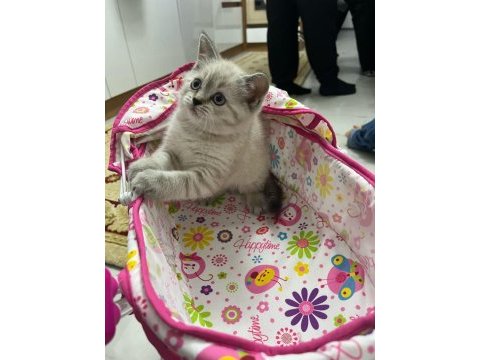 Oyuncu sağlıklı scottish fold yavrular
