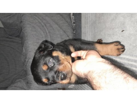 Rottweiler bebekler yenı sahıplerını beklıyor