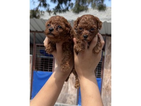 Kore poodle çok sevimli yavrular 