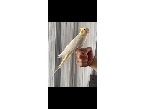 Erkek sultan papağanı lutino