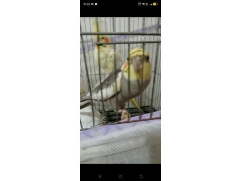 4 yumurtalı sultan papağanı