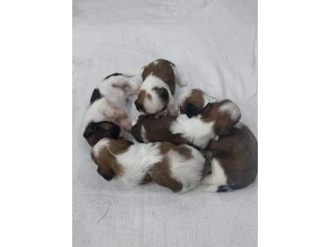 Sevimli shih tzu yavruları sahiplerini bekliyor