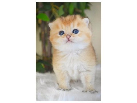 Muhteşem golden british shorthair yavruları