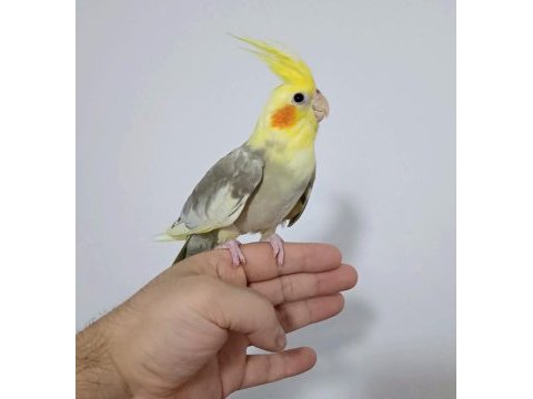 Yeni yeme düşen sultan papağanı yavru erkek