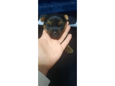 Yorkshire terrier erkek yavru