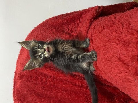 Kalitenin adresi big claw maine coon