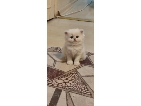 Üretim kedisi değil özel bakım ve mükemmel güzellikte