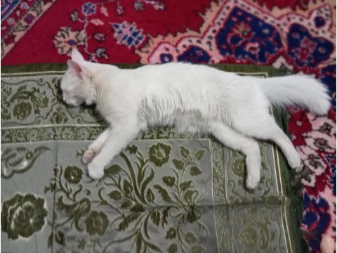Kedimizi acil sahiplendirme