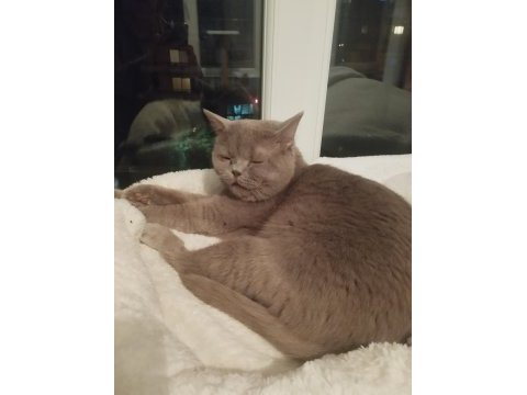 British shorthair erkek