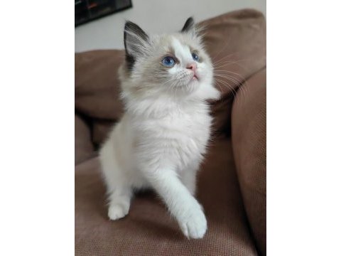 Secereli ragdoll yavrular