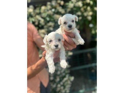 Maltese terrier yavrular