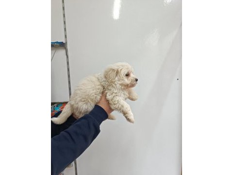 Maltese erkek yavru