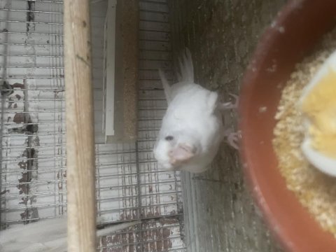 Yavru albino sultan papağanı