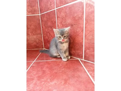 British shorthair erkek yavru