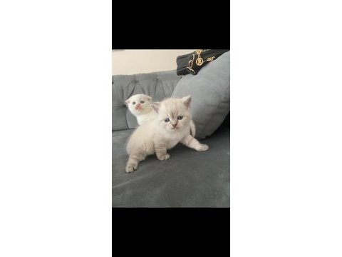 Scottish fold erkek kardeşler