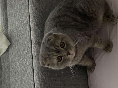 Çiftleştirme scottish fold kedimiz