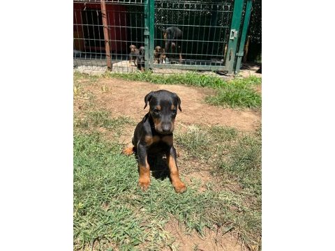 King bebeklerde son iki yavru doberman