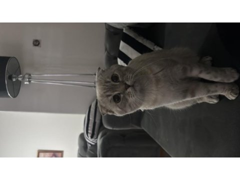 Scottish fold oğlum paşayı sahiplendiriyorum