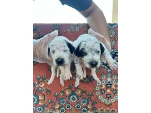 Irk ve sağlık garantili dalmaçyalı yavrularımız