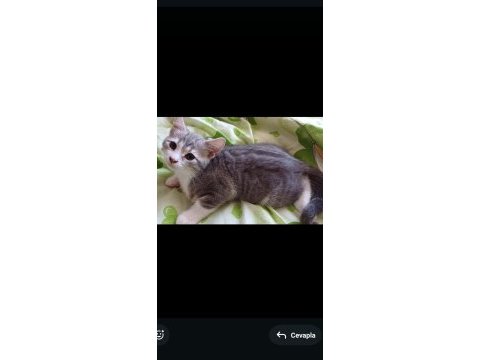 Yumuşak tüylü çocuklara alışık