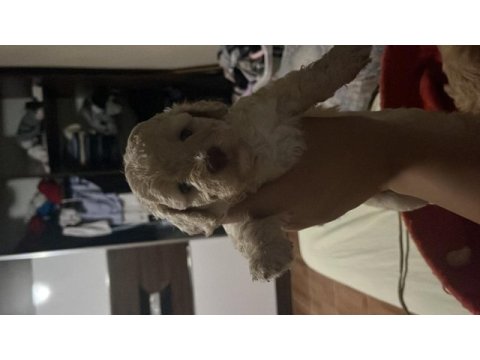Harika maltipoo yavruları