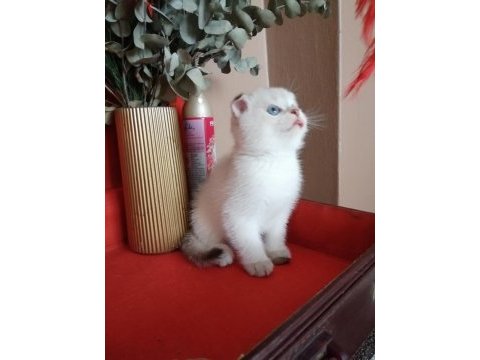 Scottish fold erkek