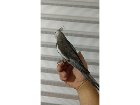Erkek konuşur vaziyette sultan papağanı grey