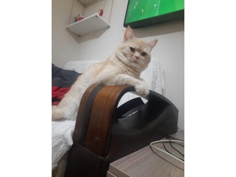 Evcil ve eğitimli 2 yaşında kedim