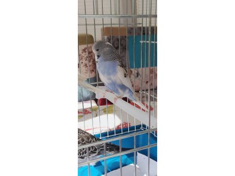 Hiç ısırmayan orginal jumbo ingiliz yavruları kuşlar
