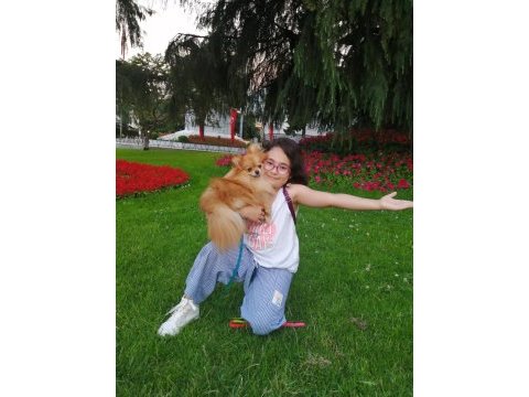Ev üretimi pomeranian boo