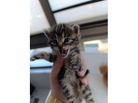 3 adet kedimiz