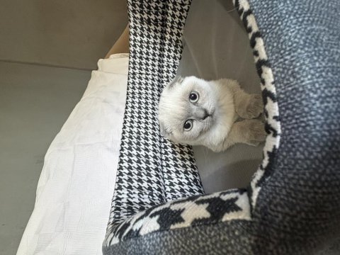 Küçük scottish fold prensesler