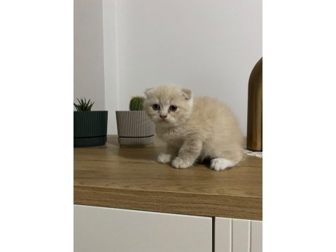 Ayı surat scottish fold red yavrumuz