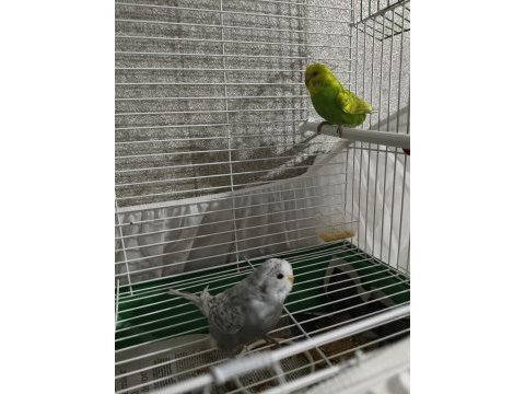 Çift yavru muhabbet kuşu