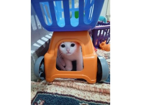 Yakışıklı ve masum yavru 2 aylık british shorthair