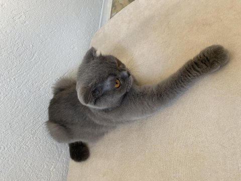 Scottish fold kedim ve yavrusu
