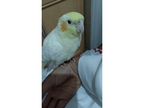 3--4 aylık ele alışkın lutino sultan