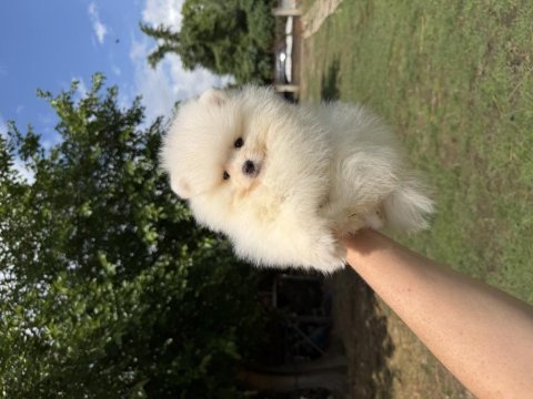 Kusursuz karbeyaz erkek pomeranian boo
