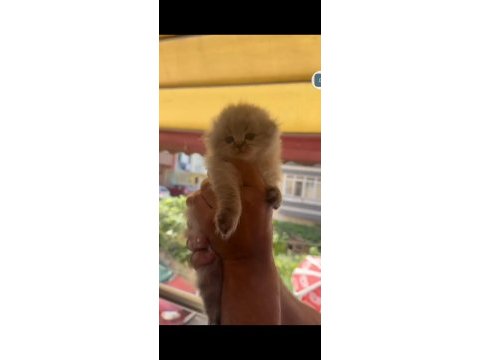 Scottish fold kedimiz