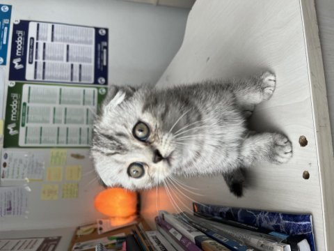 Yavru scottish fold