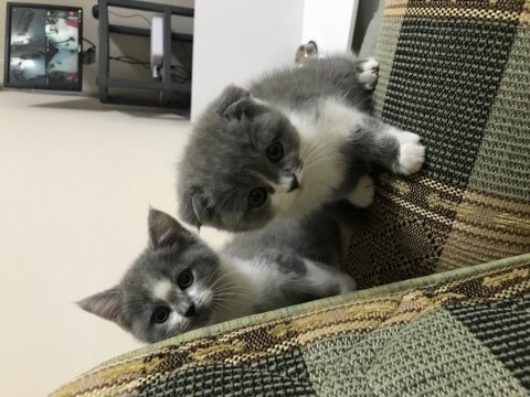 İki aylık british shorthair özel renk erkek